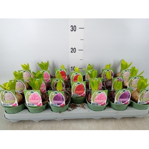 Hyacinthus orie.   ...mix 4