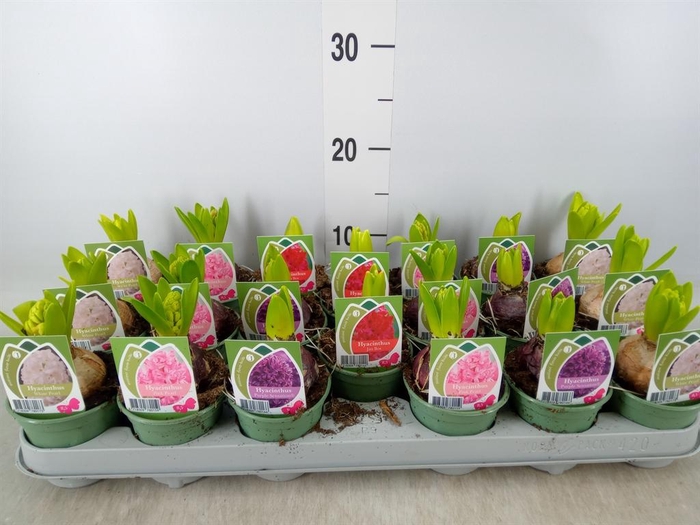 <h4>Hyacinthus orie.   ...mix 4</h4>