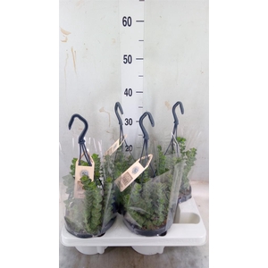 Crassula marnieriana