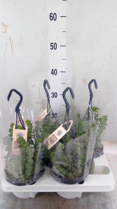 <h4>Crassula marnieriana</h4>