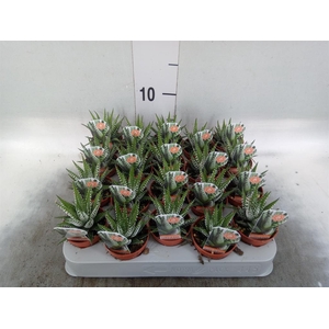 Haworthia fasciata 'Big Band'