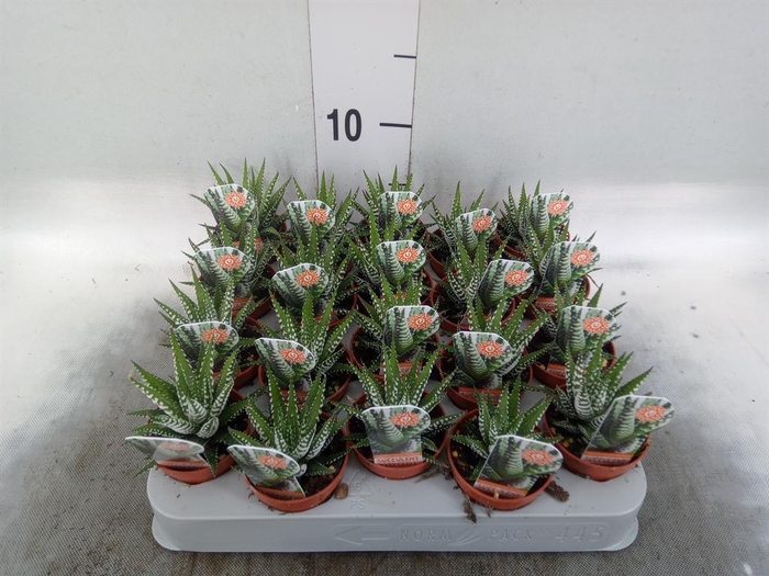 <h4>Haworthia fasciata 'Big Band'</h4>