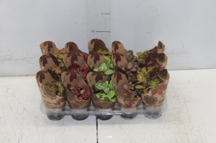 <h4>FITONIA FOLHA FINA P06</h4>