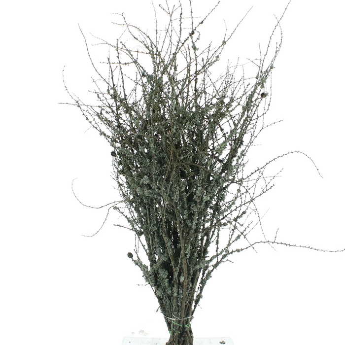 Larix With Moss P Stem 130cm