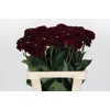 Dahlia Black Fox