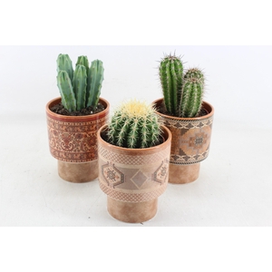 arr3 UB - Potje casablanca Cactus x6