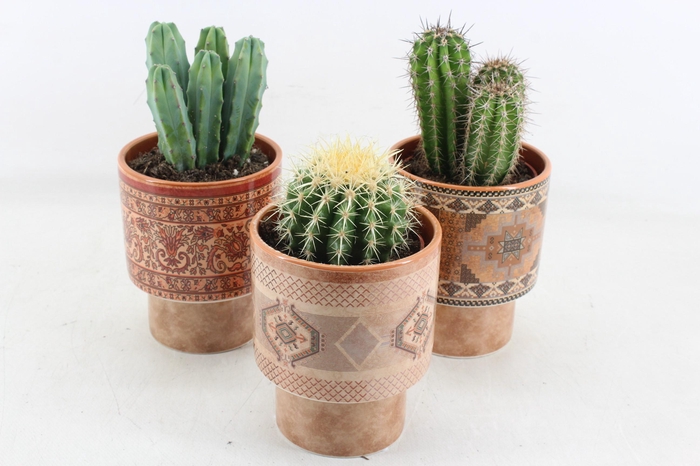<h4>arr3 UB - Potje casablanca Cactus x6</h4>