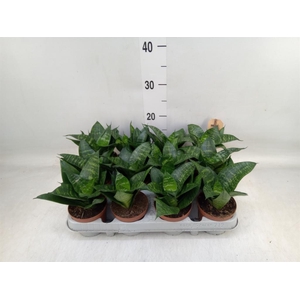 Sansevieria trifa. 'Hahnii'