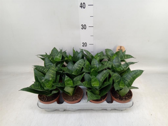 <h4>Sansevieria trifa. 'Hahnii'</h4>