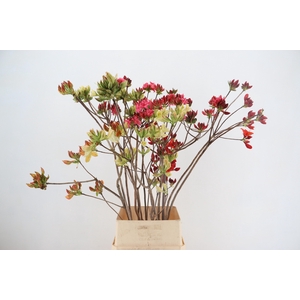 RHODO. MIXED 120CM