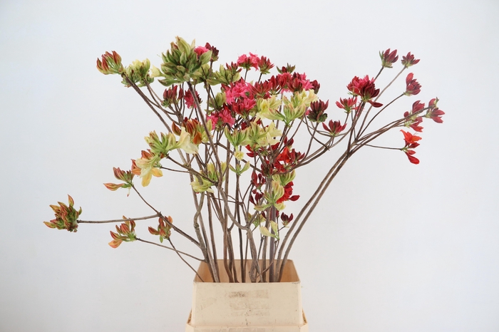 <h4>RHODO. MIXED 120CM</h4>