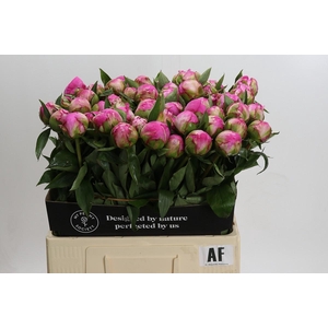 Paeonia Dr Alexander Fleming