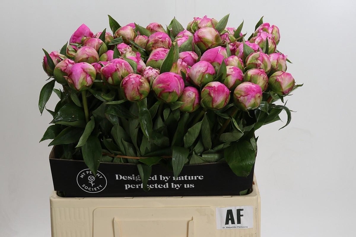 Paeonia Dr A Fleming