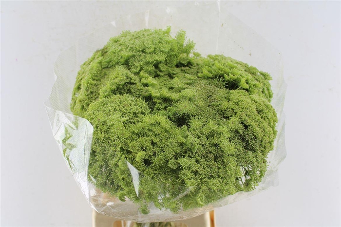 <h4>Ammi Vis Green Mist</h4>