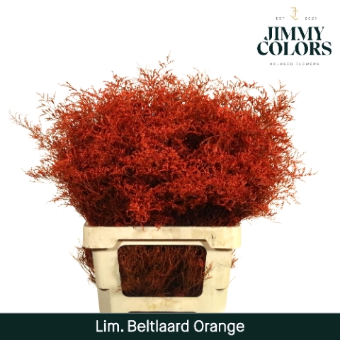 <h4>Lim Bel L70 Orange</h4>
