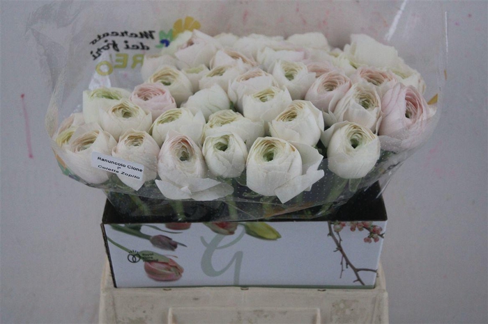 <h4>Ran Cloni Ex Hanoi</h4>