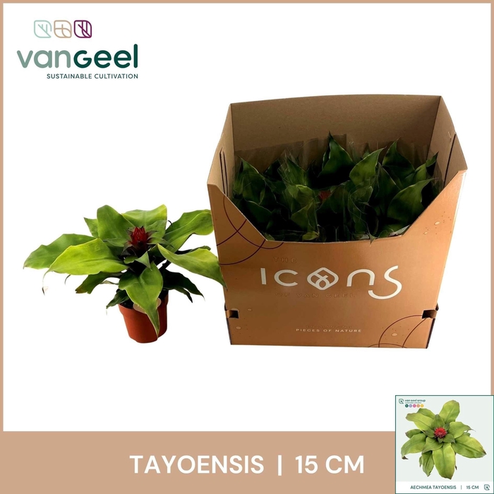 <h4>AECH TAYOENSIS</h4>