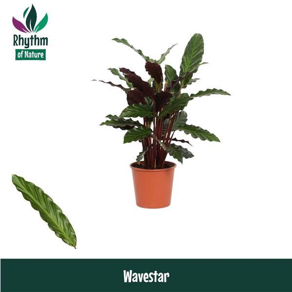 <h4>Calathea rufibarba 'Wavestar'</h4>