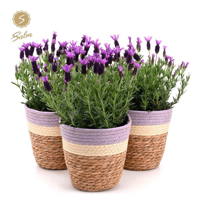 <h4>Lavandula st. 'Anouk'® Collection P15 in Sunset Basket</h4>