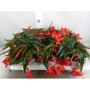 Begonia boliv. 'Encanto Red'