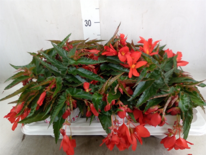 <h4>Begonia boliv. 'Encanto Red'</h4>