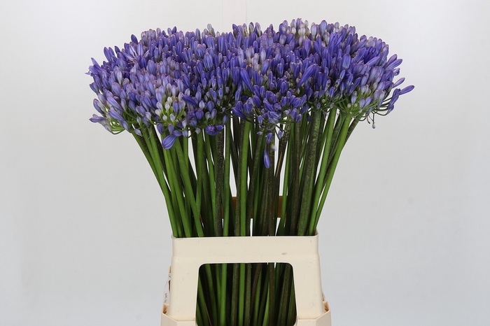 <h4>Agapanthus EYFORI Blue</h4>