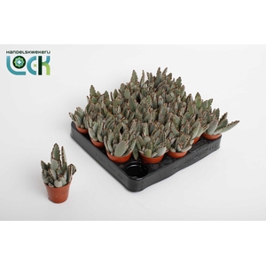 Kalanchoë Tomentosa Light