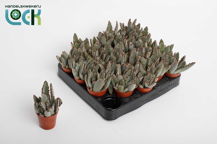 <h4>Kalanchoë Tomentosa Light</h4>