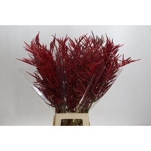 Bromelia Red Paloma