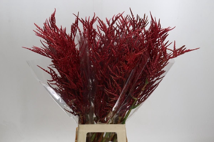 <h4>Bromelia Red Paloma</h4>