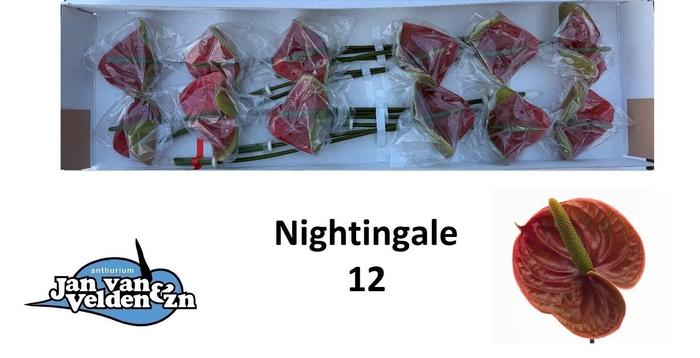 <h4>ANTH A NIGHTINGALE</h4>