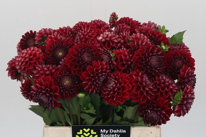 <h4>Dahlia Cornel</h4>