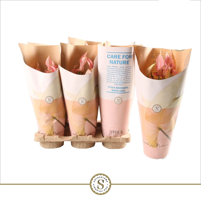 <h4>Anthurium Lilli 12cm in papieren hoes</h4>