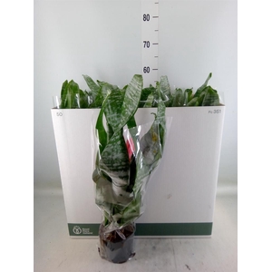 Aechmea fasciata 'Primera'