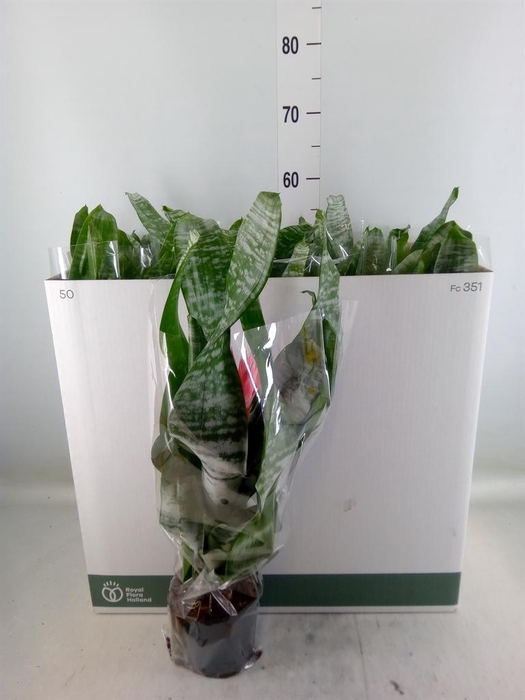 <h4>Aechmea fasciata 'Primera'</h4>