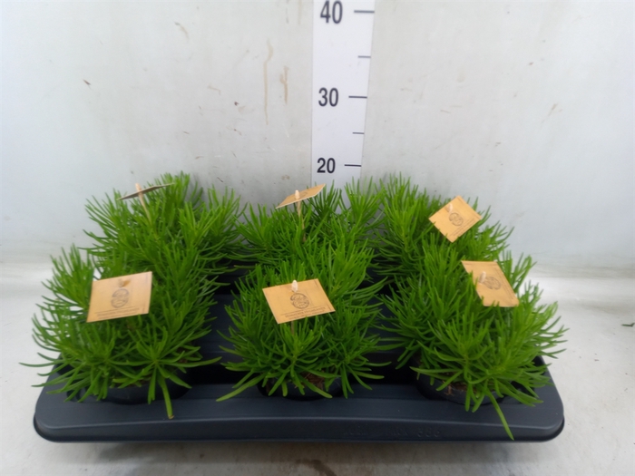 <h4>Senecio archeri 'Himalaya'</h4>