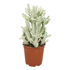 Euphorbia lactea