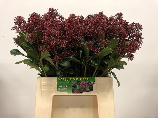 <h4>SKIM J RUBELLA BS</h4>