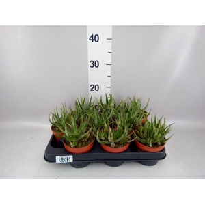 Aloe