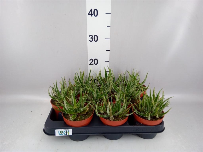<h4>Aloe</h4>