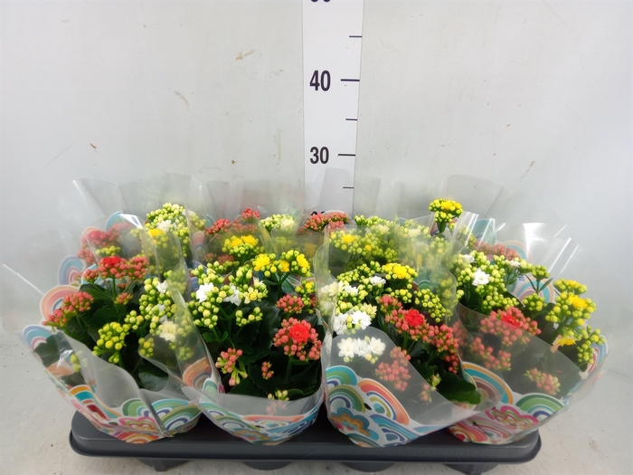 <h4>Kalanchoe blos.   ..rosebud mix/pot</h4>