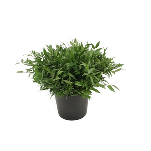 Ruscus Kort 200 Gram