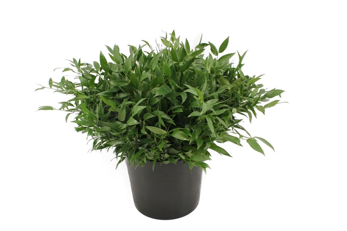 <h4>Ruscus Kort 200 Gram</h4>