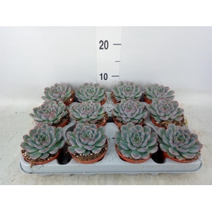 Echeveria 'Hercules'