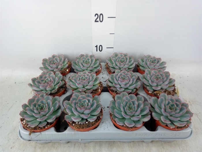 <h4>Echeveria  'Hercules'</h4>