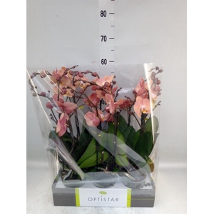 Phalaenopsis   ...orange