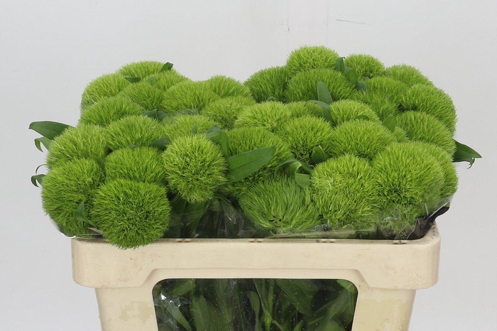 <h4>Dianthus Br Kiwi Mellow</h4>