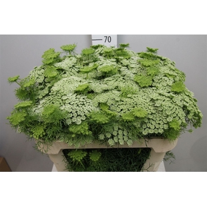Ammi Vis Casablanca