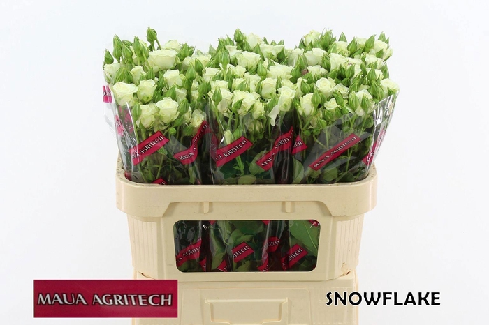 <h4>Rosa tros Snowflake</h4>