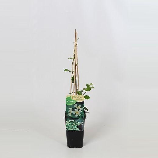 <h4>Trachelospermum jasminoides Star of Toscane</h4>